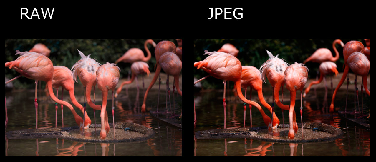 RAWとJPEG-色の違い