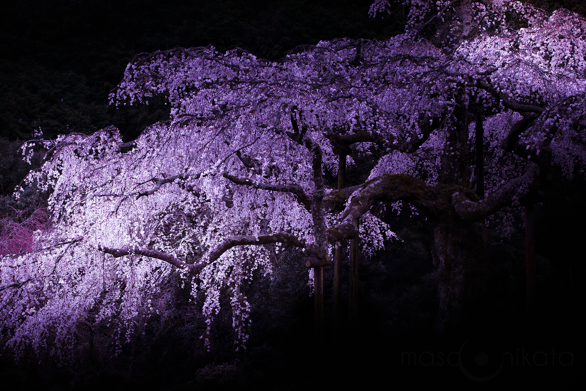 桜の撮り方いろいろ ミヤビプロダクション