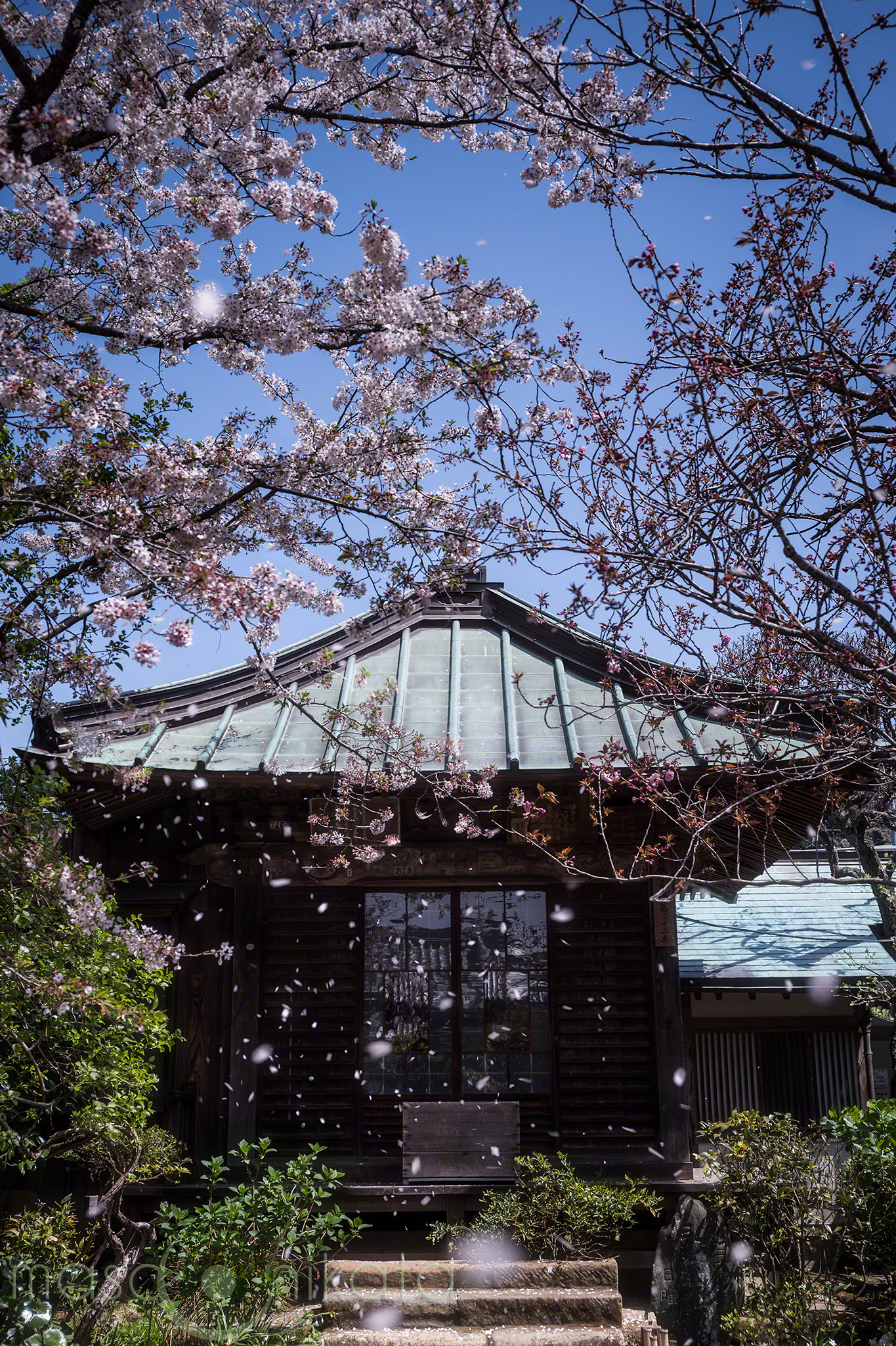 桜の撮り方いろいろ ミヤビプロダクション