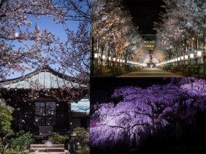 様々な桜の撮り方-featured