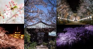 様々な桜の撮り方-Main.jpg