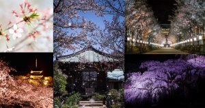様々な桜の撮り方-Main